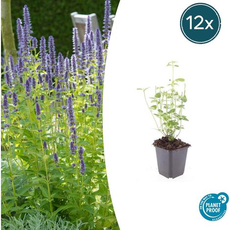 Lot de 12 Agastaches 'Black Adder' Plantes Vivaces Mellifères Fleurs Violet Foncé 10-25 cm Ø 9 cm - PANGIVO (1/5)