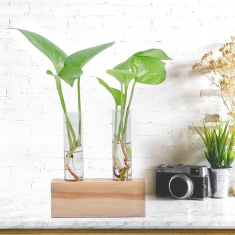Tube à essai en verre, pot de fleurs, vase pour plantes hydroponiques, terrarium, décoration intérieure avec support (1/5)