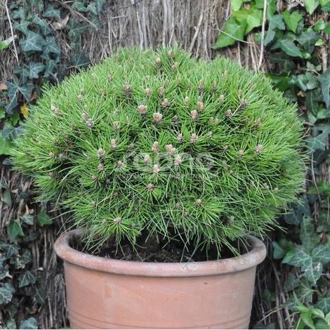 Pin noir Marie Bregeon®, Pinus/Pot de 5L - 40/60 cm (1/4)