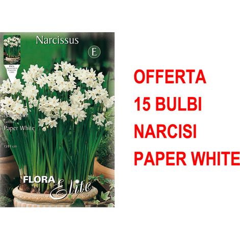OFFERTA 15 BULBI NARCISO CHRISTMAS FLOWERING PAPER WHITE BULBS BULBES
