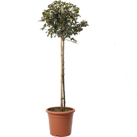 Photinia Fraseri Robusta Compacta Minifusto - Piante Vere da Esterno Resistenti - H 80-100 cm Vaso Ø 22 cm (1/2)