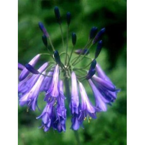 Agapanthe 'Purple Cloud' Godet de 8/9 cm (1/2)
