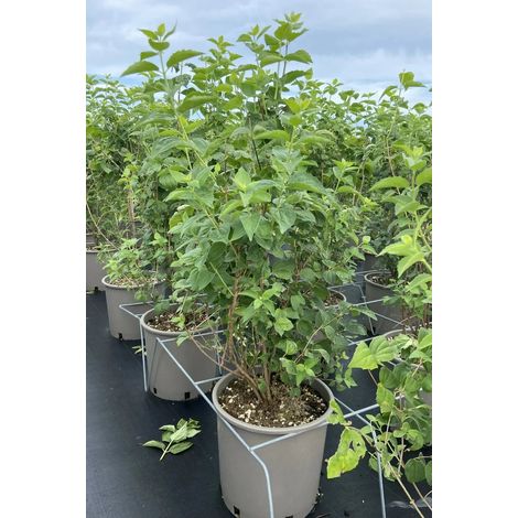 Gardenaria Filadelfo - Philadelphus 'Hybrido Snowflake' - Arbusto ornamentale da giardino - Altezza: 40/60 cm (vaso19) (1/4)
