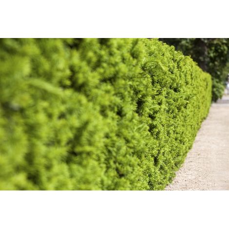Fruchtende Bechereibe 'Hicksii' Taxus media 'Hicksii' C 60- 80