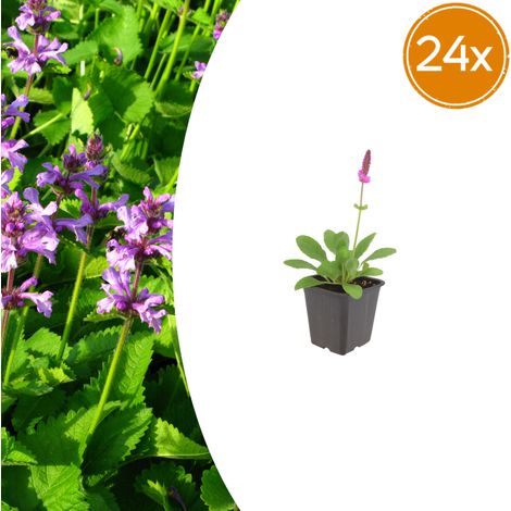 Lot de 24 Épiaires de Monnier 'Hummelo' Stachys Vivace Rose Pourpre Ø 9 cm H10-25 cm - PANGIVO (1/5)