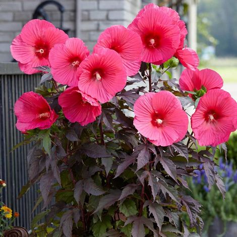 Hibiscus des marais Carousel® Pink Passion 'Tahi16'/Pot de 2L