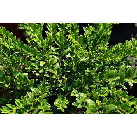 Gardenaria Lonicera nitida 'Maigrun' - Arbusto ornamentale da giardino - Altezza: 30/40 cm (vaso18) (1/2)