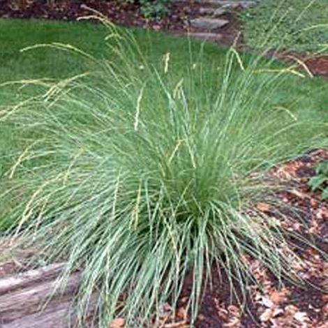 4 x Fétuque mairei - Festuca mairei  - godet 9x9 cm