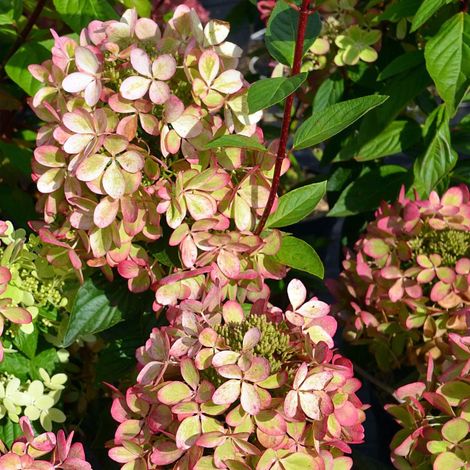 Hydrangea Paniculata Pastel Green in Vaso da 18cm