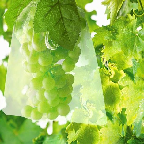 Lot de 100 sacs de protection fruits 30 x 20 cm – Filets anti-oiseaux et insectes – Organza haute densité pour raisins et légumes - 100pcs-Crezuo (1/4)