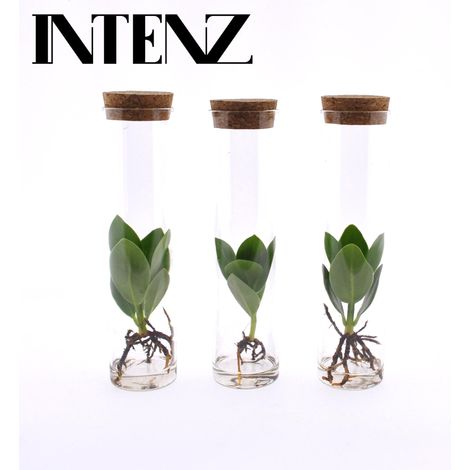 Lot de 3 Plantes Clusia en Tube de Verre Hydroponie Ø5cm Hauteur 15cm Décoration Intérieure - PANGIVO