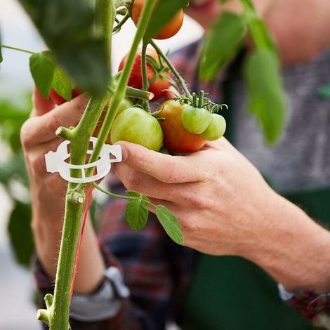 100 Pflanzenstützclips, Gemüseclips, Kunststoff-Pflanzenclips, Gartenpflanzen-Befestigungsclips, Clips für Tomaten, Kletterpflanzen, Gemüse, Weiß H151 (1/4)