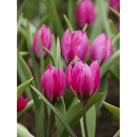 Tulipe botanique 'Violacea Black Base' Bulbe calibre 6+ (par 15) (1/2)