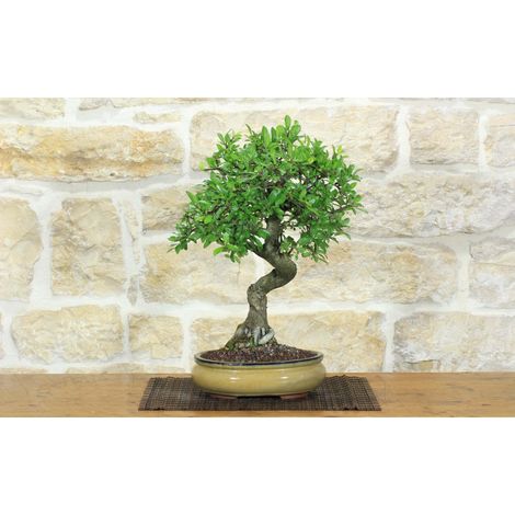 Bonsai di Prugnolo (37) (1/5)