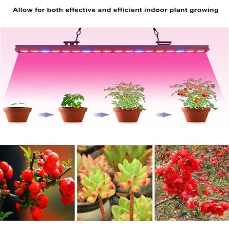 Lampe de croissance LED 300 LED pour plantes, ruban lumineux étanche, éclairage de serre hydroponique, culture intérieure (1/5)