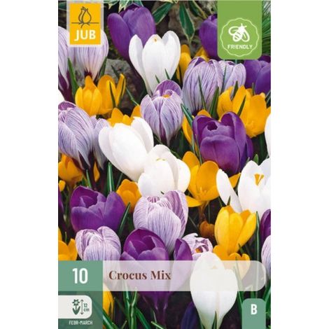 Mix de 10 Crocus Larges Flowering Bleu