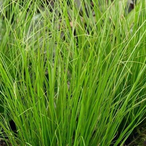 Lot de 6 Carex howardii 'Phoenix Green' en pot de 9 x 9 cm - Graminée ornementale pour le jardin (1/3)