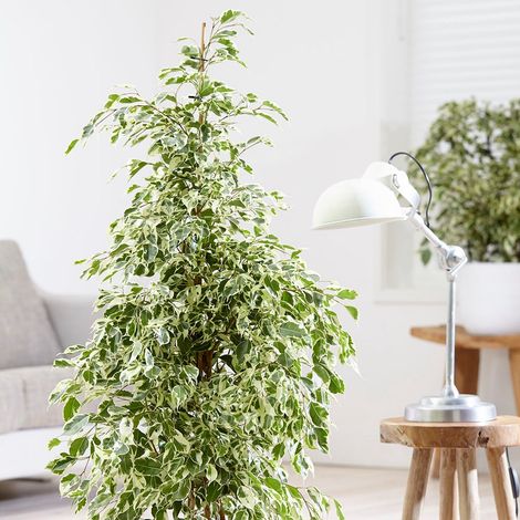 1 PIANTA DI FICUS BENJAMINA TWILIGHT VASO 17CM appartamento purifica l'aria
