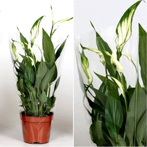 Planta Espatifilo Spathiphyllum. 40 - 50 Cm. Purificador del Aire en el Hogar