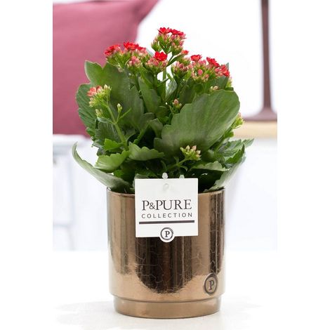 Kalanchoé Rouge Plante d'Intérieur Fleurie avec Pot en Céramique Bronze Doré Ø12 cm H27 cm - PANGIVO