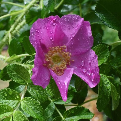 Rosier rugueux Emotion/Pot de 3L - Touffe