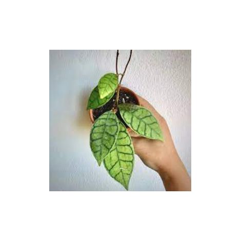 Hoya callistophylla 'wax flower' pot 10.5cm photos réelles