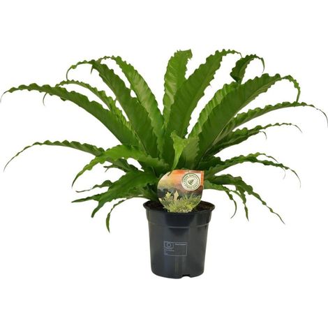 Asplenium Osaka Fougère d’intérieur Feuillage fin et décoratif H40 cm Pot 17 cm - PANGIVO (1/4)