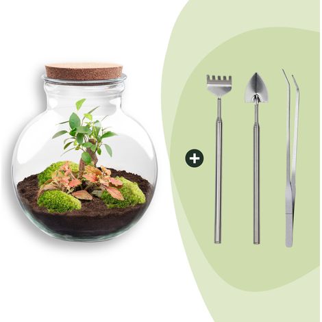 Terrarium Plante DIY avec Éclairage LED Teddy Bonsai Ficus et Outils Ø 25 x 26,5 cm - PANGIVO (1/2)