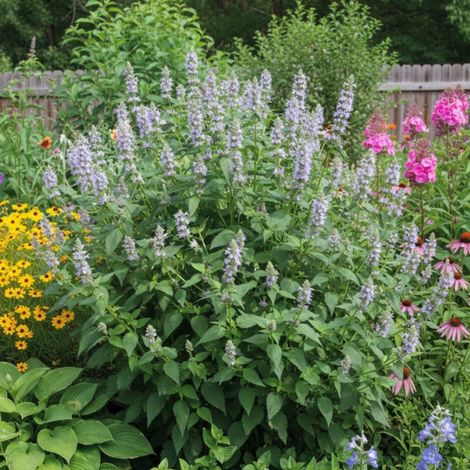 Agastache After Eight/Lot de 9 godets