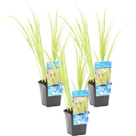 Bloomique - Lot de 3 - Acorus Ogon - Acore nain - Plantes de bassin - Résistante au gel - 10-20 cm de haut - Pot 9 cm