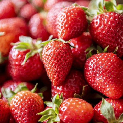 Plant de fraisier Charlotte/Barquette de 6 godets