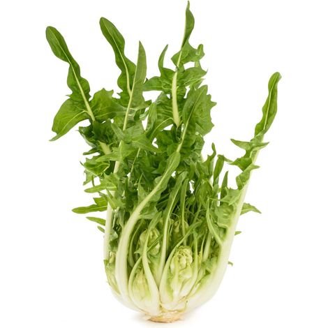 Semi di Cicoria Catalogna a foglie frastagliate piante per orto e giardino