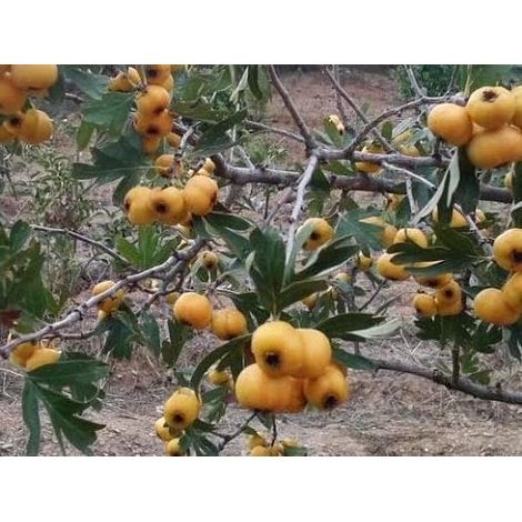 1 plant /tree (approx 1m) - Crataegus azarolus (azzeruolo yellow)