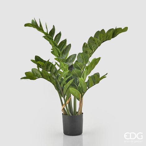 EDG Pianta Zamifolia Con Vaso X 11 H 110
