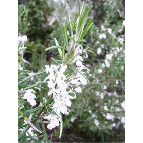 Romarin officinal 'Albiflorus' Godet de 8/9 cm