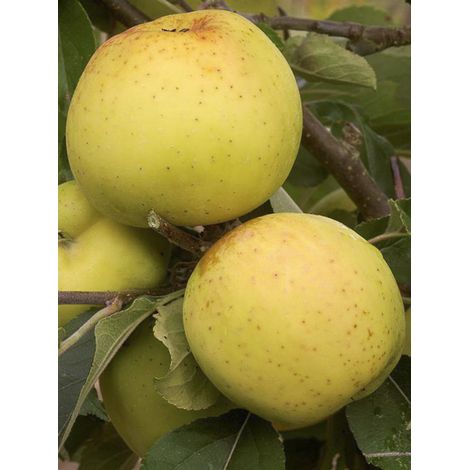 Pommier 'Reinette de Brive' Pot de 7,5L/10L, Gobelet (1/2)