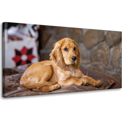 Leinwanddruck Tiere Cocker Spaniel 80x40 cm