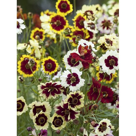 Coréopsis 'Incredible' le sachet de 400 graines (0,15g) (1/2)