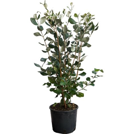 Feijoa Acca Sellowiana - H 40-50 cm Vaso da Coltura Ø 18 cm (1/2)