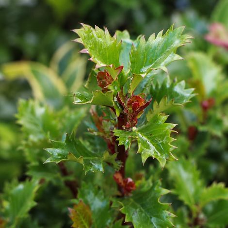 Gardenaria Agrifoglio - Ilex 'Little Rascal' - Arbusto ornamentale da giardino - Altezza: 30/35 cm (vaso19) (1/3)