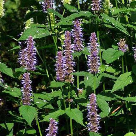 4 x Agastache 'Blue Fortune' - godet 9x9 cm