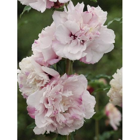 Mauve en arbre 'French Cabaret Pastel' Pot de 3L/4L (1/2)