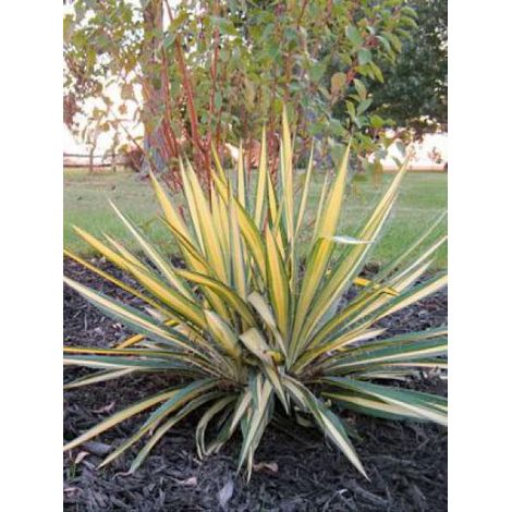 Yucca filamentosa 'Color Guard' Pot de 2L/3L