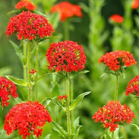 6 x Lychnis Chalcedonica - Pot d'amour brûlant 9x9 cm - Fleurs rouges (1/4)