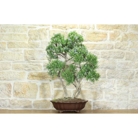 Bonsai di Rosmarino (57)