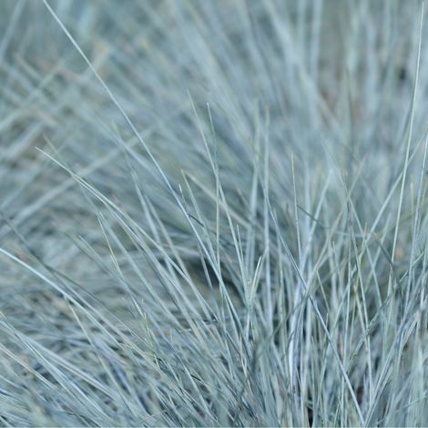 Fétuque bleue Intense Blue '- Festuca glauca Intense Blue' pot 5L (1/2)
