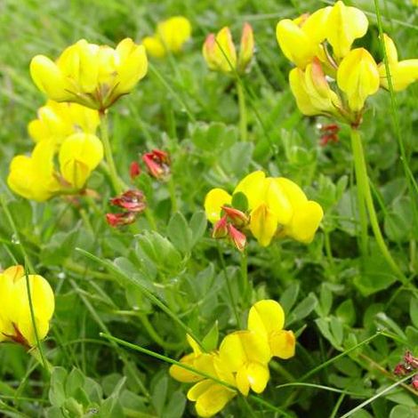 4 x Lotier cornicule - Lotus corniculatus  - godet 9x9 cm