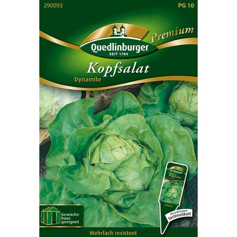 Quedlinburger Saatgut – Laitue pommée Dynamite – Graines de légumes, pomme grosse et compacte (1/2)