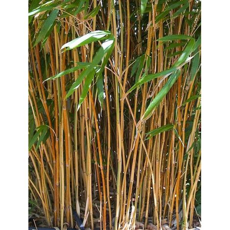 Bambou 'Kimmei' Pot de 4L/5L