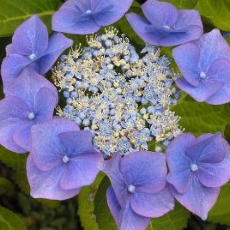 Hortensia  - Hydrangea macrophylla 'Blaumeise'  - 25-30 cm pot